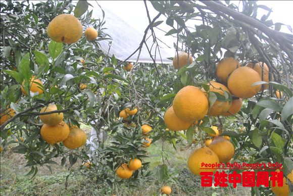 革命老区重庆市柑橘大户陆和生态农业