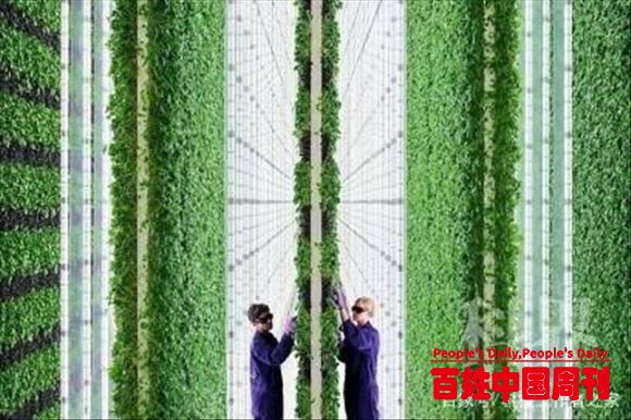 “农业革新”——人工智能垂直农场迎来大丰收