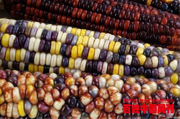 美国农业部出手：中国鸡蛋破6玉米破7中储粮“被围攻”尴尬了