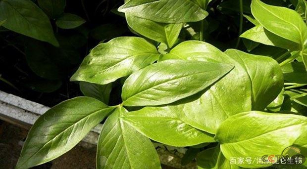中药材半夏叶面喷什么好？半夏用什么肥料产量高？追施什么化肥好