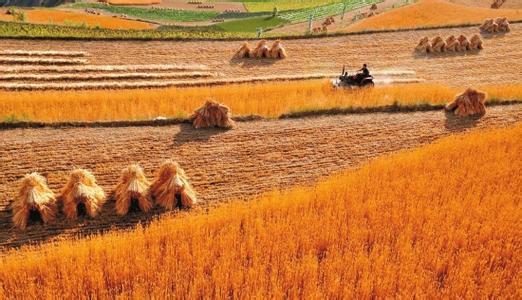 科技日报：端稳中国饭碗--把粮藏于民、藏于地、藏于技