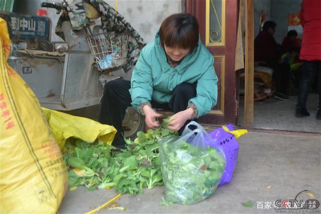 城里人回农村挖野菜，看上邻居家的菜园，年轻人行为让她不习惯