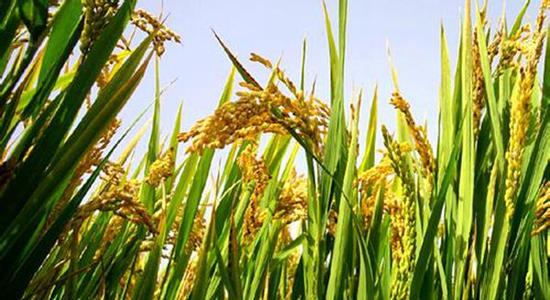 联合国粮食及农业组织：2020年全球食品价格创三年新高