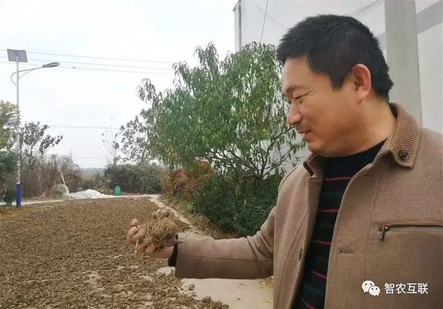 “金疙瘩”变成“土坷垃”，被拉下神坛的作物，农村人还能碰吗？