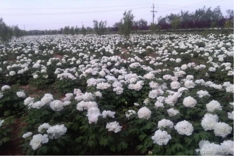 山东正丰农业有限公司：花香变油香，“富贵花”催动产业升级