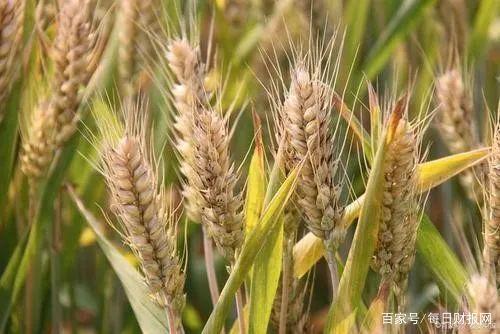 每日财报网：粮食安全战略下的投资机遇