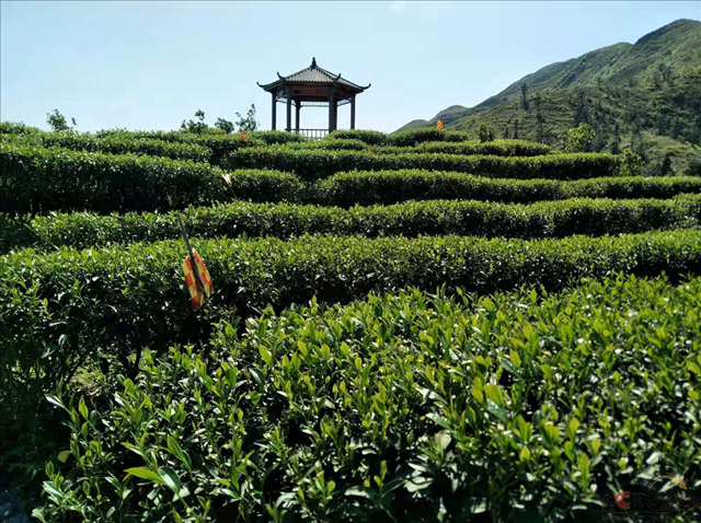 邹俊红，大洋村种茶致富带头人