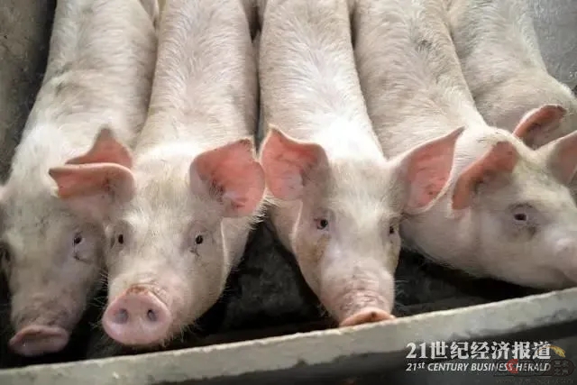 教授网上卖种猪背后：超八成中国猪肉来自国外引种，本土猪种濒临灭绝