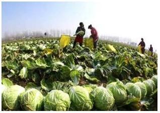 蔬菜价格持续大涨，菜农却并不能受益，钱都让谁赚走了？