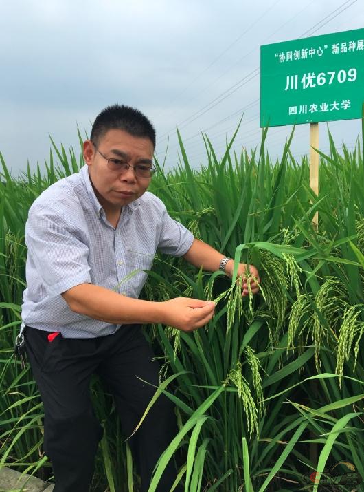 水稻育种大咖陈学伟：新品种实现突破，种水稻可以不施农药