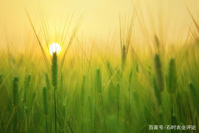 三农之声新观察：什么是新农业？