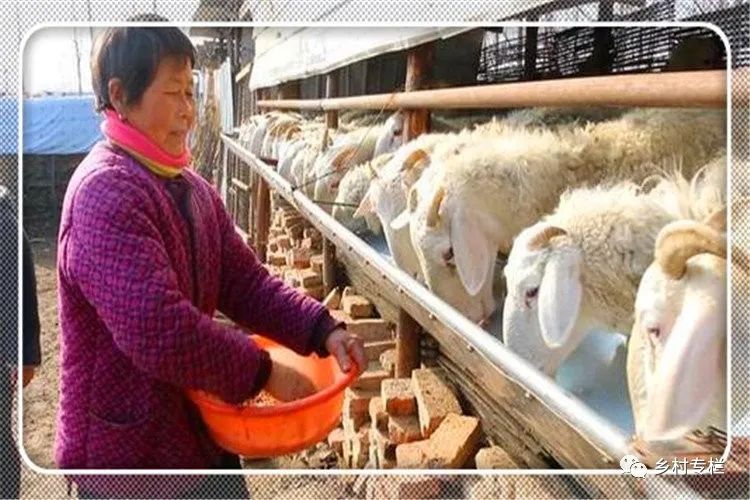 2021年不准备打工，42岁的人在农村搞养殖，养什么赚钱呢？
