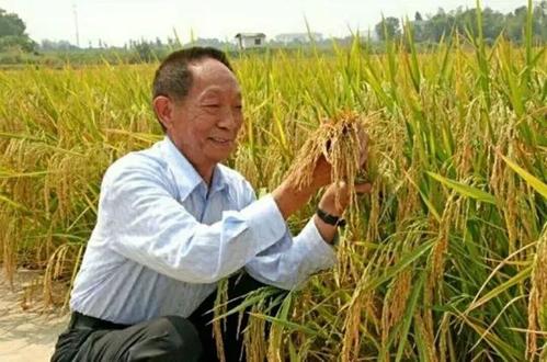 堪比转基因：袁隆平又一划时代农业黑科技终于要产业化推广