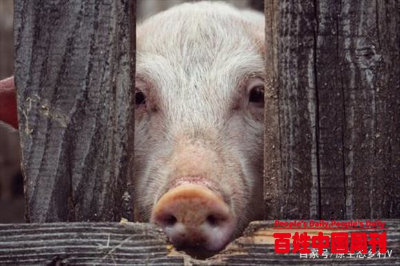期货让猪价长期高位运行或成事实！养猪有利润，全民养猪来了吗？