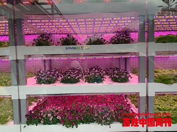 颠覆农业刻板印象，中国植物工厂“点亮”资本前路