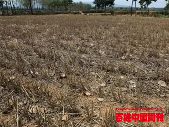 成了“鸡肋”的土地，荒芜了痛心耕种又太费劲，咋整才能“活”？