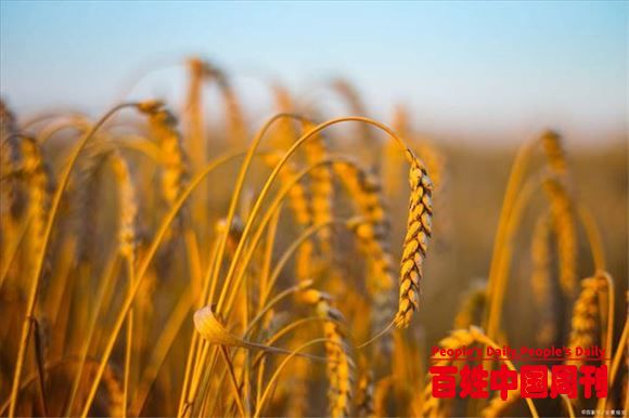 三农之声新观察：粮食大国频出新动作 粮价伺机上涨……
