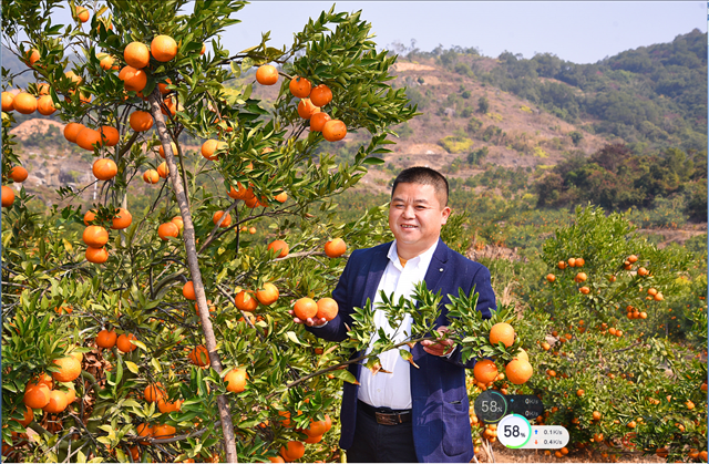 普宁梅林镇华寮村赖镇业：“焦柑种植能手”的铁肩担当