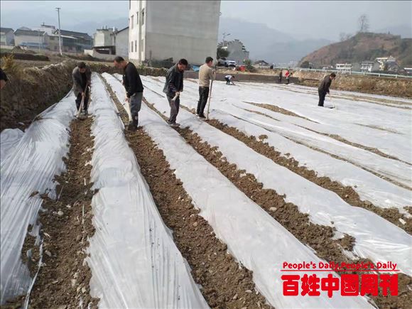 贵州黄平县草芦坪村马铃薯都穿上了保暖衣