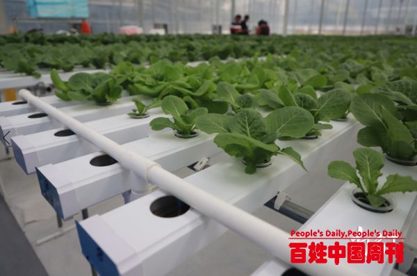 记者带你参观数字农业：像养孩子一样种菜