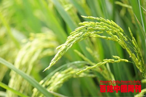 人民日报：科学认识和推进农业绿色发展