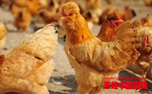 我国主要畜禽核心种源自给超75% 农科院发布禽畜种业创新部署
