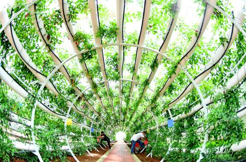 郭文革：瓜果蔬菜大棚施肥并非越多越好