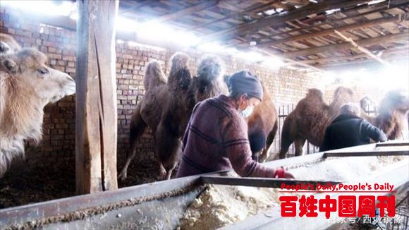 新疆沙漠边缘小县城 农民日子比蜜甜