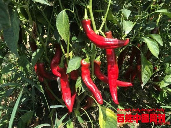 四川辣椒出海记：成都企业在巴基斯坦种下万亩辣椒