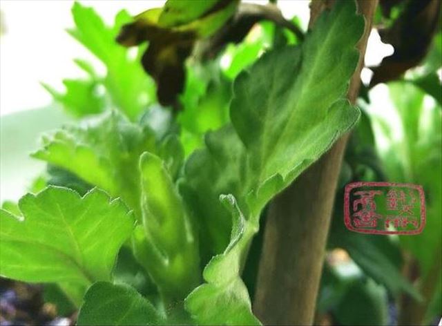 苑鹏：推动小农户与现代农业有机衔接