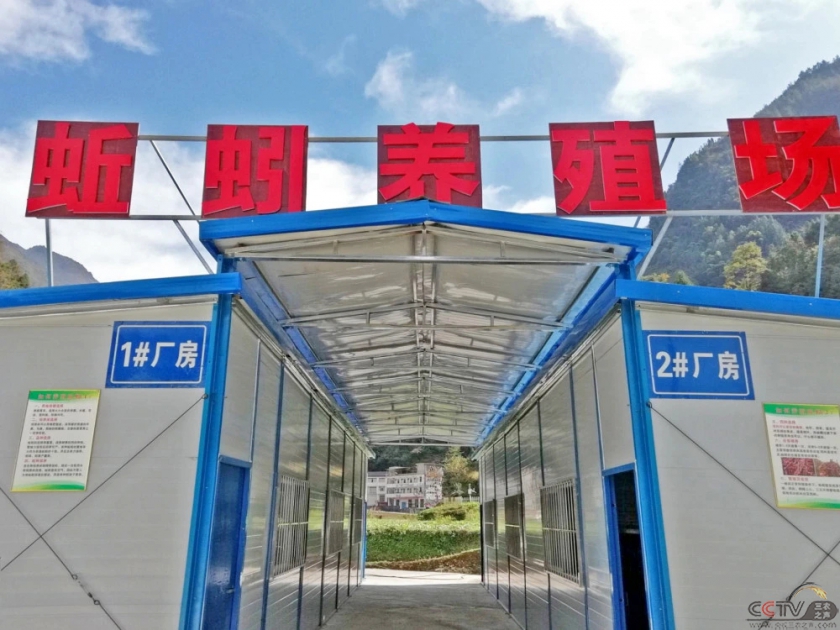小蚯蚓带来了“立体产业”——一个山村的循环经济见闻