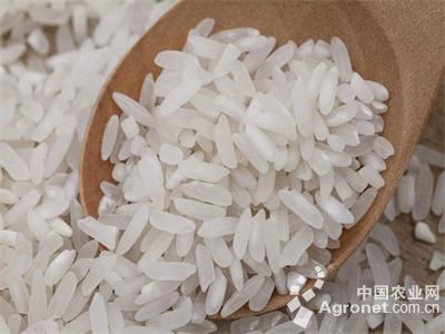 “优质粮食工程”继续促进新疆维吾尔自治区粮食产业高质量发展