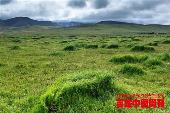 为何南方养牛户都喜欢种草养牛，就不能买饲料喂牛吗？