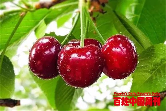 水果要按月份吃，最适合冬季的水果推荐！你吃对了吗？