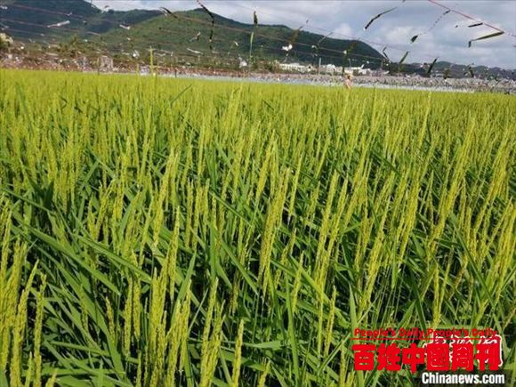 首届中国种业发展论坛北京三亚连线开幕