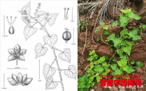 我国科学家发现荞麦属新种