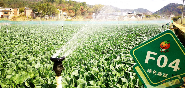 广东省梅州市全力保障春节期间“菜篮子”供应