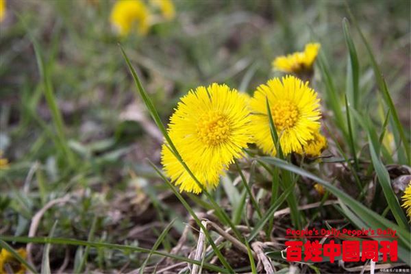 生于路边，俗称“母亲草”，好多人不知它是个宝，有啥珍贵？
