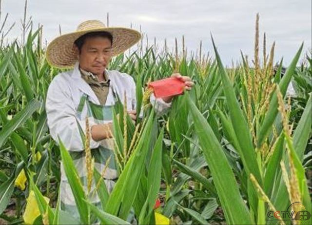 “候鸟”式育种专家马庆的春节：为“农业芯片”的坚守