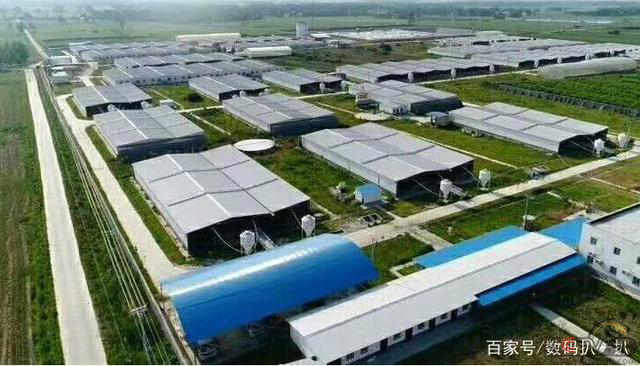 中国养猪大王一年卖出1811万头猪，日赚8000万