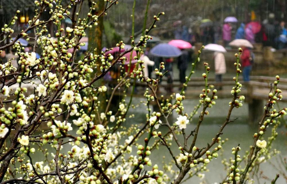 德孝中华周刊：烟雨知君故乡来，满盏故乡怀