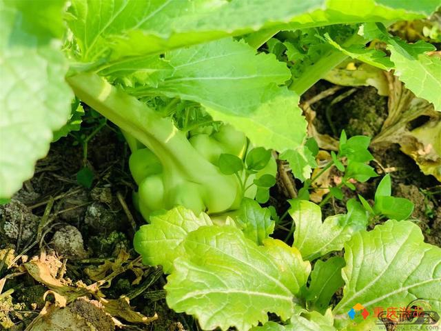 菜头价格突破6角，重庆农民笑开了花，都是因为涪陵榨菜火了？