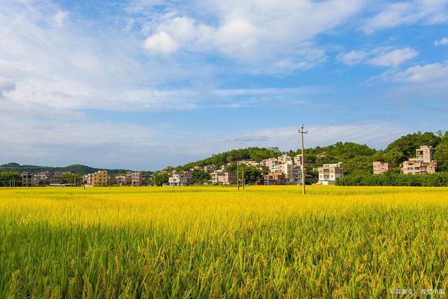 中国发展观察：农村基层党组织的功能定位及其优化路径