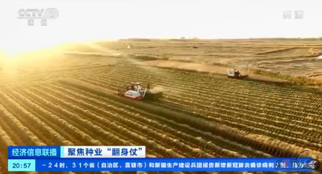中央一号文件强调打赢种业翻身仗:蔬菜洋种子依赖症已大大改善