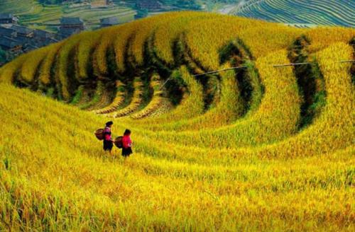 一号文件提炼农业发展三大关键词：科技育种、粮食安全、生猪养殖平稳有序