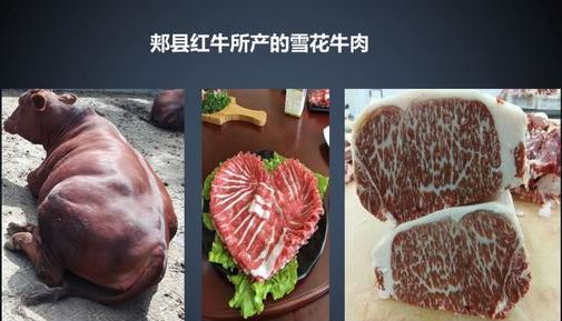 壮大郏县红牛产业 培育民族肉牛品牌