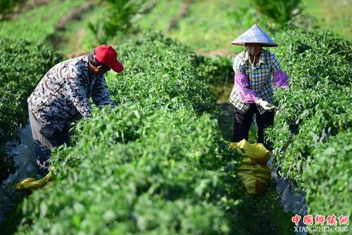 中国日报网评：把握新发展阶段做好“三农”工作的主线
