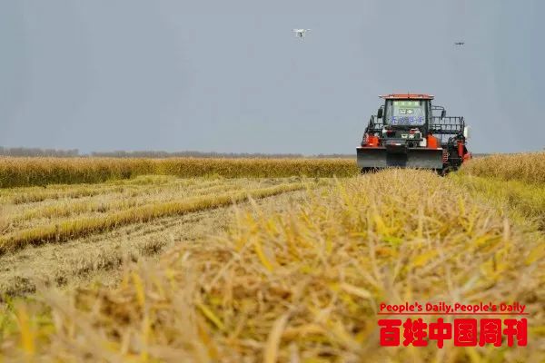 乡村振兴受热议，民企碧桂园布局科技农业