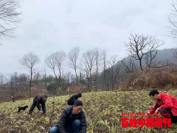 四川旺苍县:农民工刘勇返乡发展中药材产业带动群众致富
