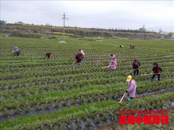 贵州黄平：旧州镇春耕备播进度快